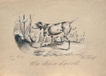 Un chien d'arret (рисунок собаки).
