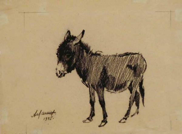 Donkey.