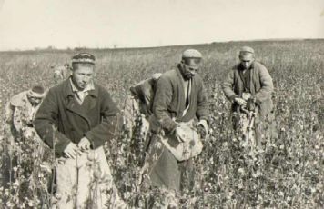 Kolkhoz named after Zhdanov. Cotton picking.