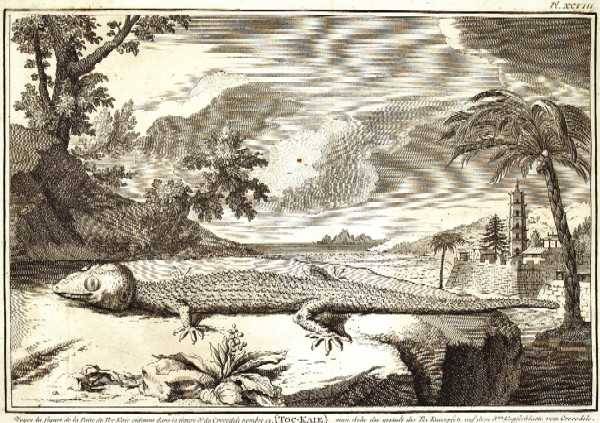 Volkema Jacob the Crocodile.
