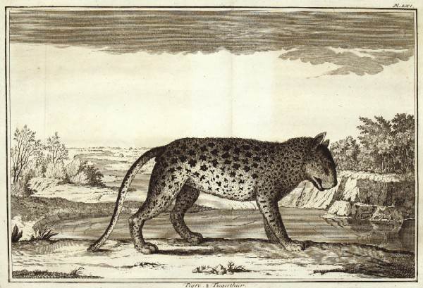 Volkema Jacob Tiger.