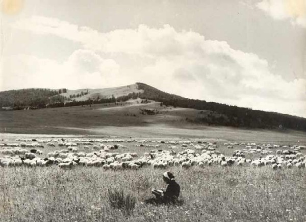 Mongolia. Pasture.