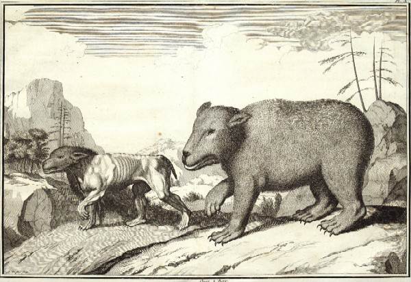Duflo Claude Augustin Pierre The Bear and the Lion.