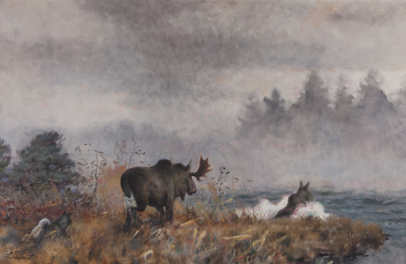 Moose swimming away from dogs.